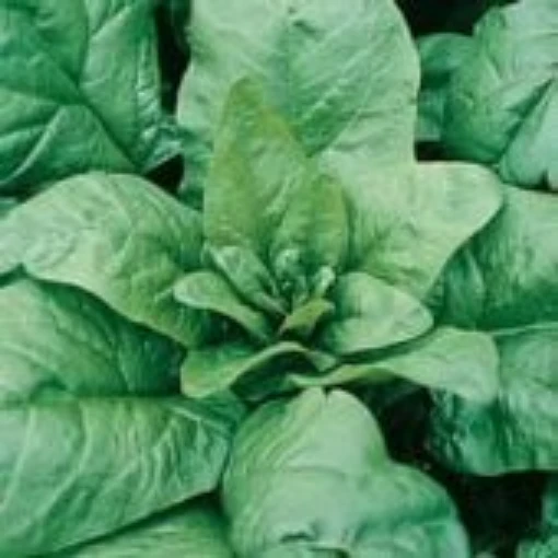 Tyee Spinach SN10-50
