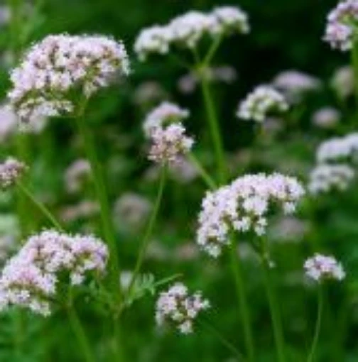 Valerian HB103-100