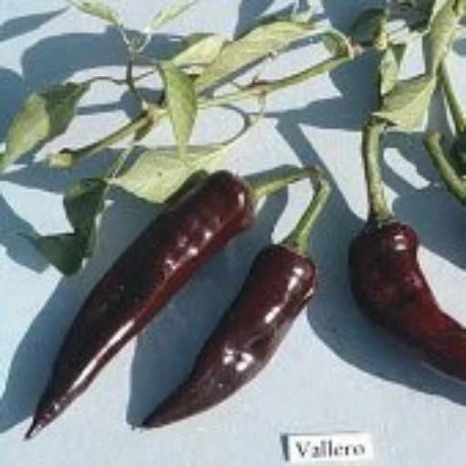 Vallero Hot Peppers HP250-20