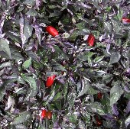 Variegata Hot Peppers HP251-20
