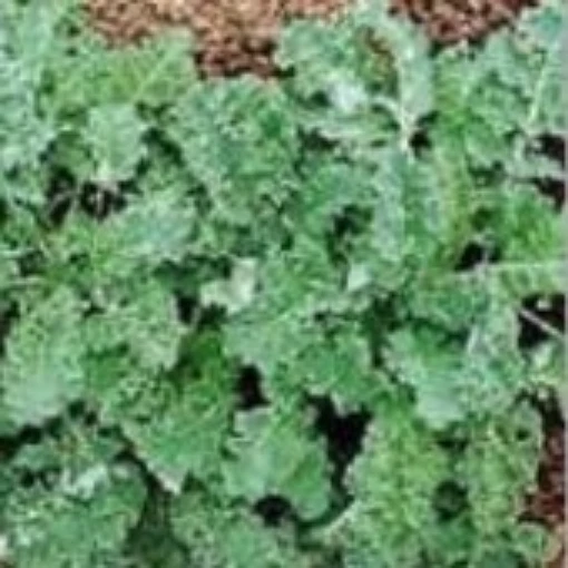 Vates Blue Curled Kale KL1-100