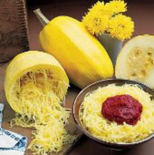 Vegetable Spaghetti Squash SQ18-20