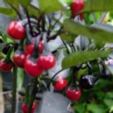Venezuela Pepper Seeds