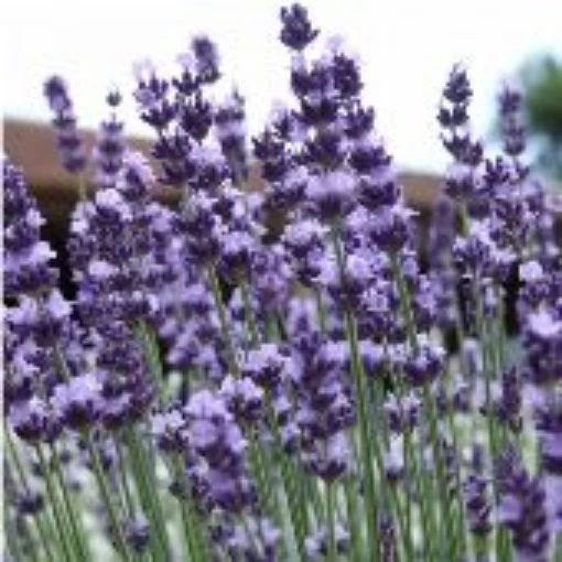 Vera Lavender HB55-100