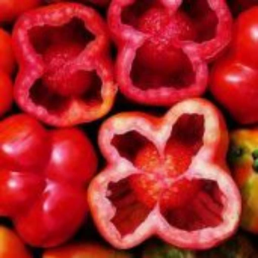 Vera Pepper Tomato TM218-20