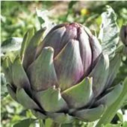Violet Star Artichokes AR6-25