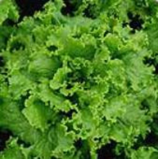 Waldman's Green Lettuce LC44-100