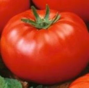 Tomato W | Reimer Seeds
