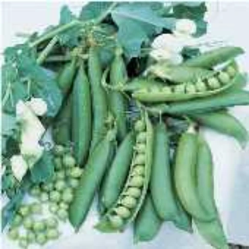 Wando Sweet Peas PE9-50