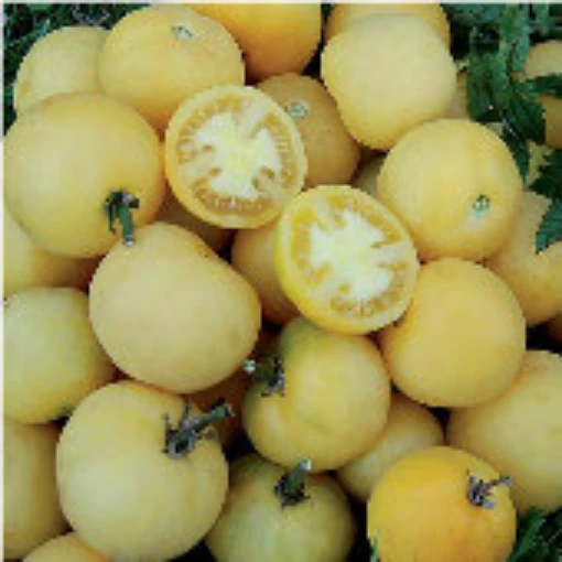 Wapsipinicon Peach Tomato TM405-20
