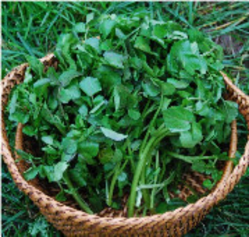 Watercress CR2-100