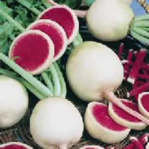 Watermelon Radishes RD48-50