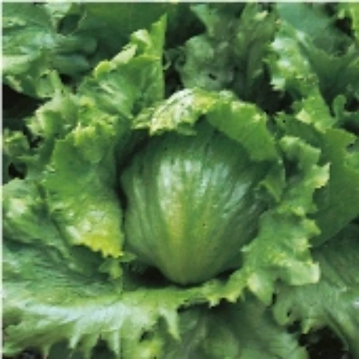Webb's Wonderful Lettuce LC42-250