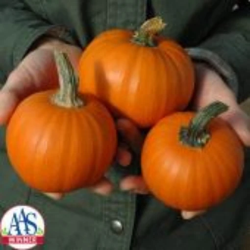 Wee Be Little Pumpkins PVP PM14-10