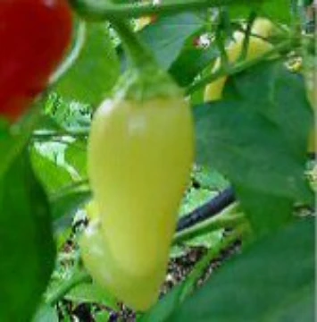 Wenk's Yellow Hots Pepper Seeds