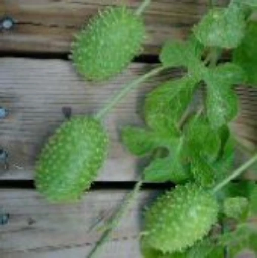 West Indian Gherkin Cucumbers CU33-20