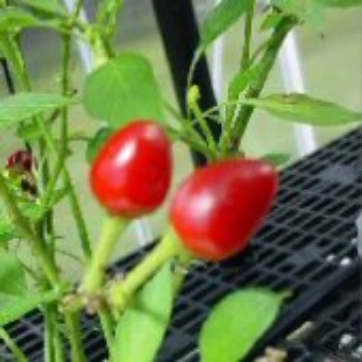 West Virginia Pea Hot Peppers HP1909-10
