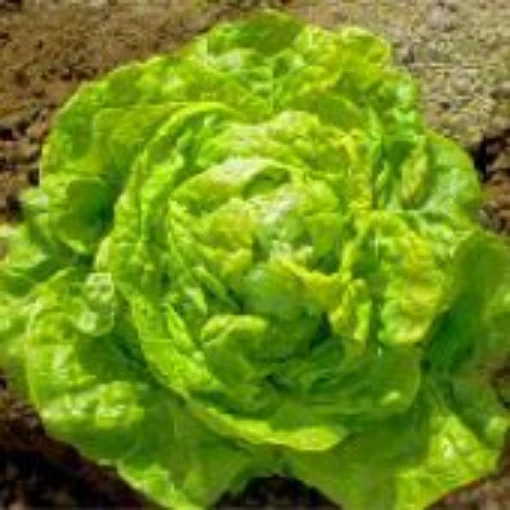 White Boston Lettuce LC49-100