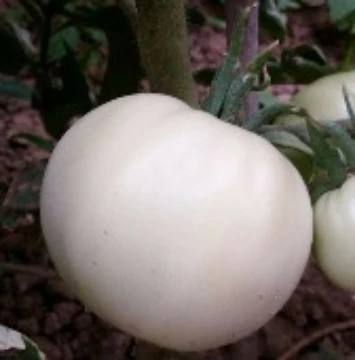 White Snowball Tomato Seeds