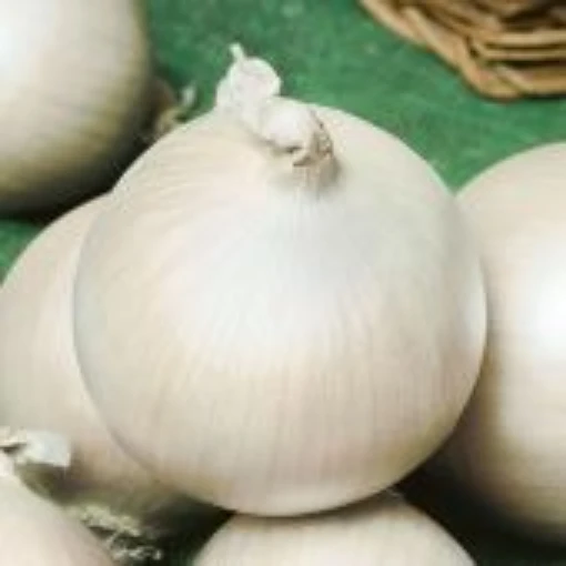 White Sweet Spanish Onions ON19-100