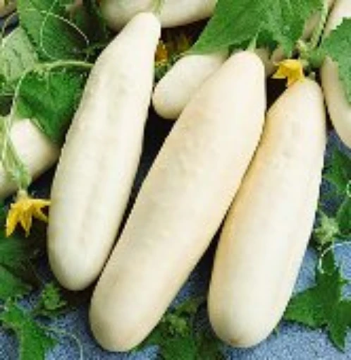 White Wonder Cucumbers CU58-20