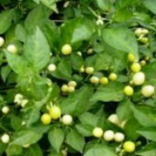 Wild Brazil Hot Peppers HP257-10