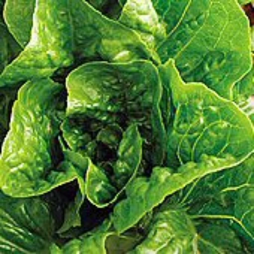 Winter Density Lettuce LC52-100