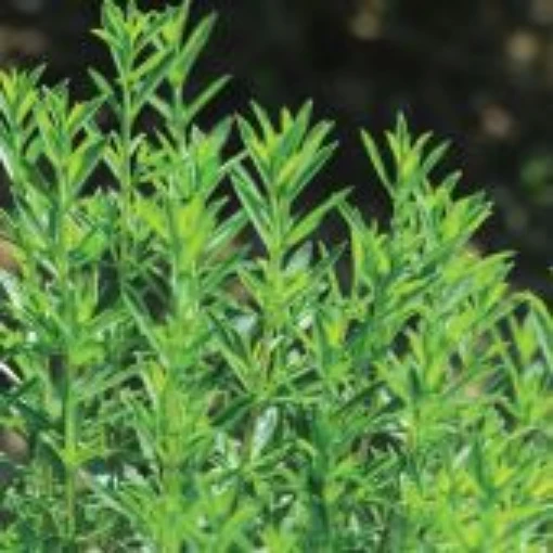 Winter Savory HB162-100