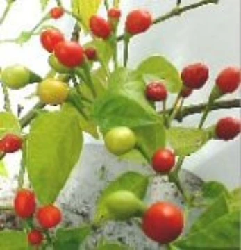 Wiri Wiri Pepper Seeds