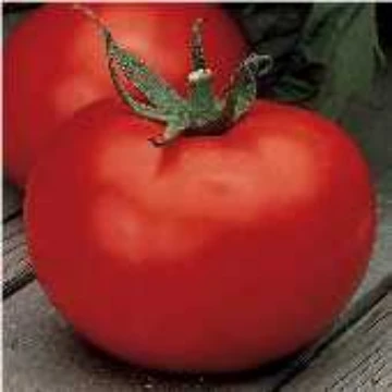Wisconsin 55 Tomato Seeds