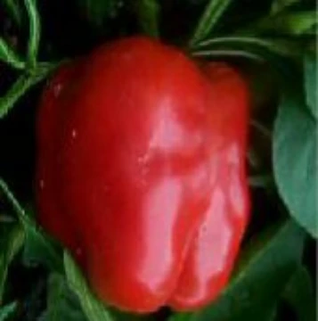 World Beater Pepper Seeds