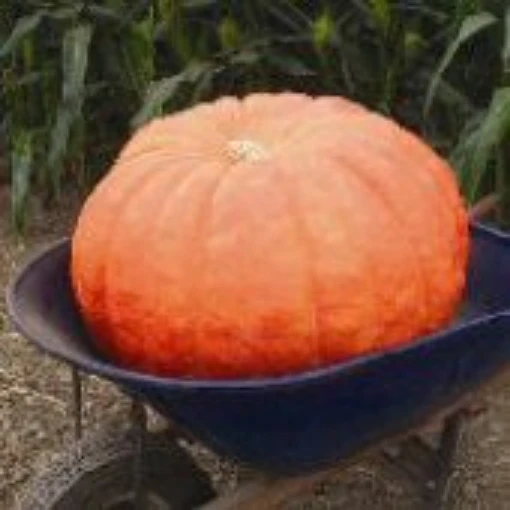 Wyatt's Wonder Pumpkins PM34-5