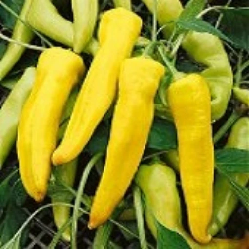Yellow Banana Sweet Peppers SP109-20