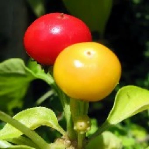 Yellow Cherry Large Sweet Peppers SP251-20