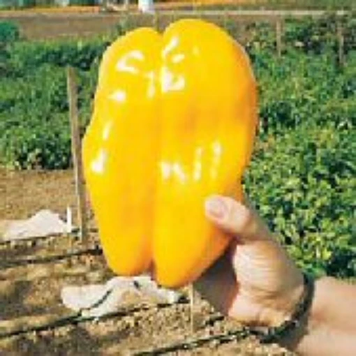 Yellow Monster Peppers SP154-20