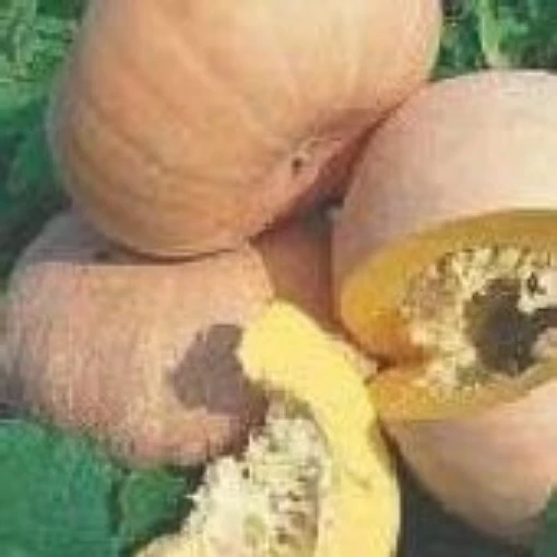 Yellow of Paris Pumpkins PM52-10