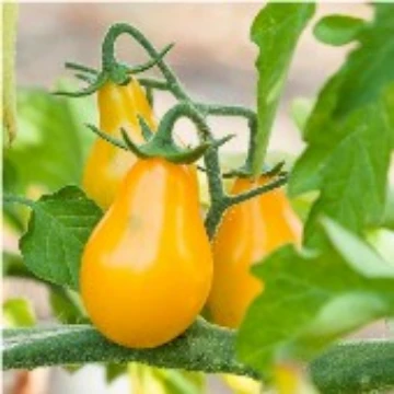 Yellow Pear Cherry Tomato Seeds