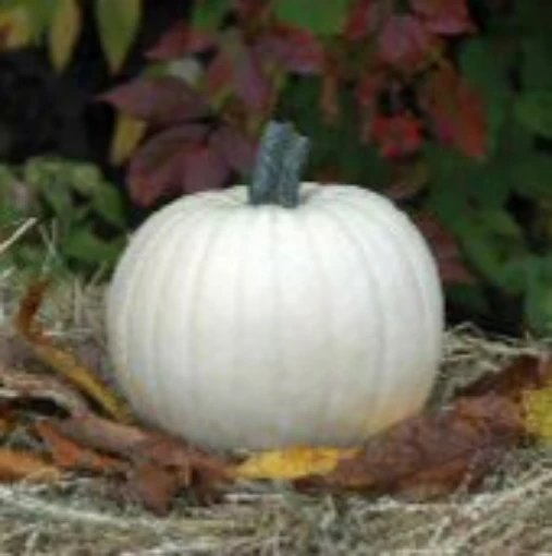 Moonshine Pumpkins PM53-10_Base