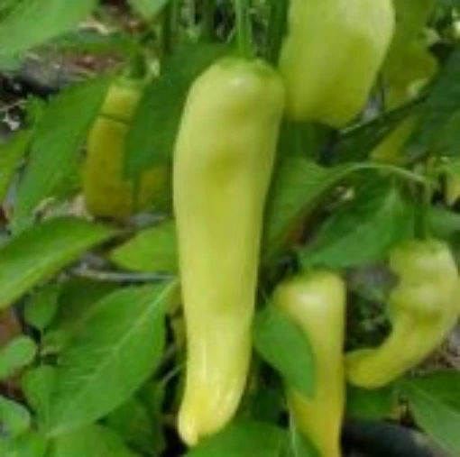 Volcano Hot Peppers HP254-10