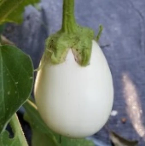 Cloud Nine Eggplants EG16-20