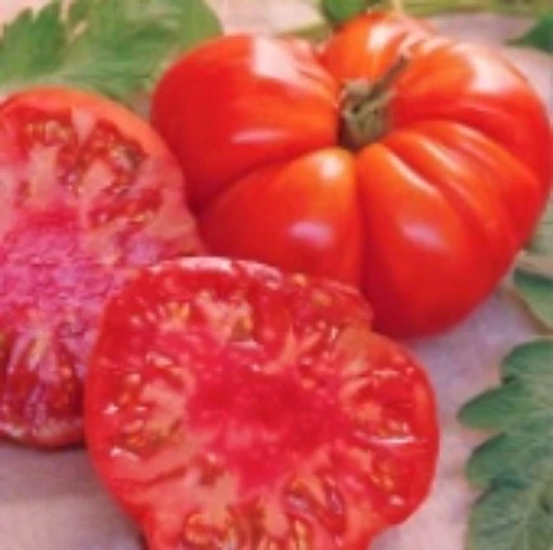 Tomande Tomato TM505-10