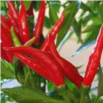 Thai Dragon Pepper Seeds