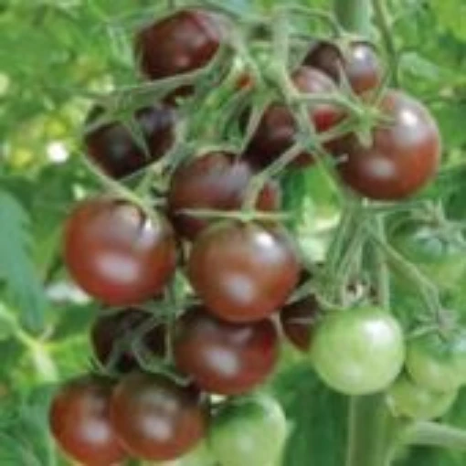 Chocolate Cherry Tomato TM400-20