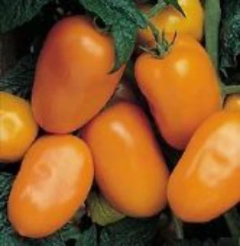 Italian Gold Tomato Seeds