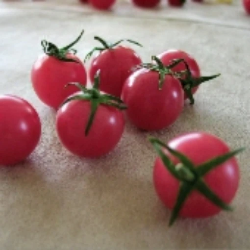 Pink Cherry Tomato TM507-20