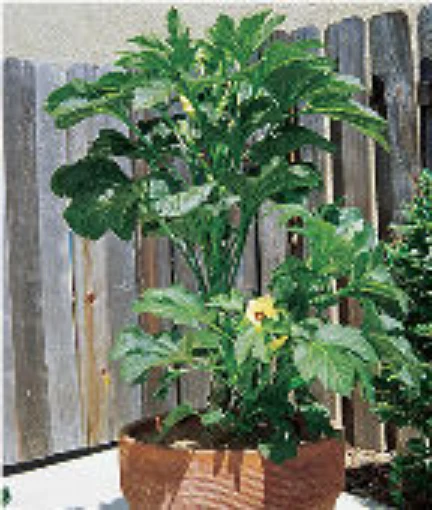 Baby Bubba Okra OK32-10