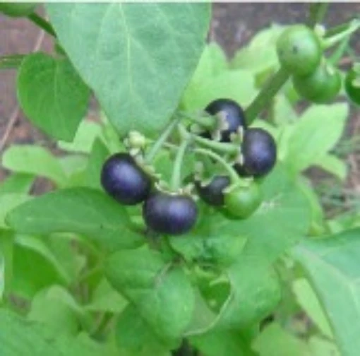 Huckleberry TL20-50
