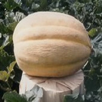 North Carolina Giant Melon Seeds