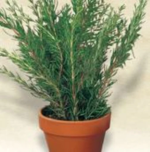 Italian Rosemary