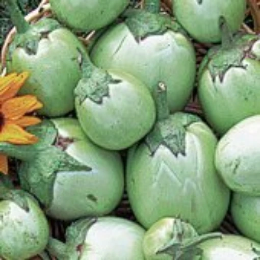 Apple Green Eggplants EG1-20